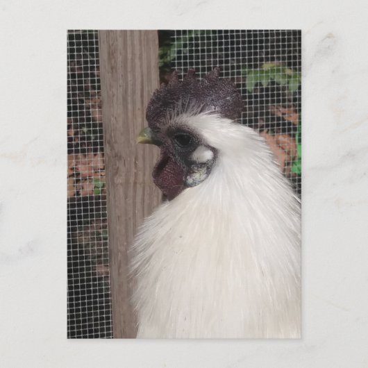 Silkie Rooster Foto Postkarte (Vorderseite)