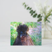 Silkie Rooster Postkarte (Stehend Vorderseite)