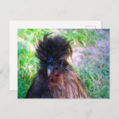 Silkie Rooster Postkarte (Vorne/Hinten)