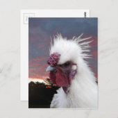 Silkie Rooster Postkarte (Vorne/Hinten)