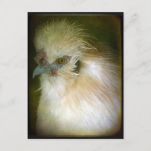 Silkie Rooster Postkarte