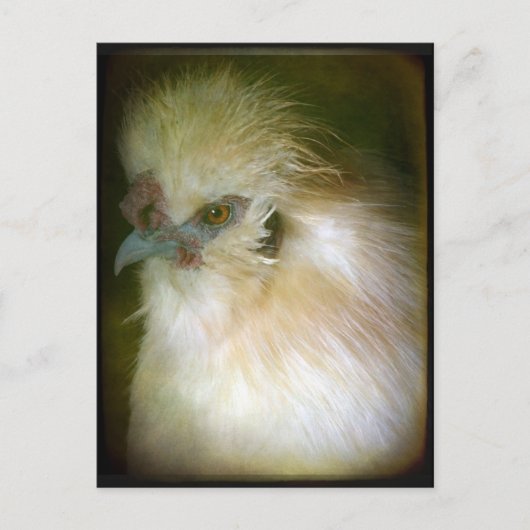 Silkie Rooster Postkarte (Vorderseite)