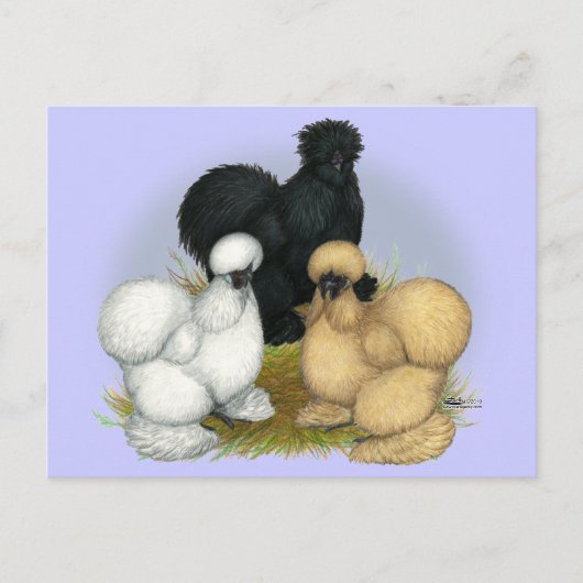 Silkie Trio Postkarte (Vorderseite)