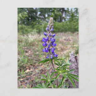 Silky Lupine (Lupinus sericeus) Postkarte