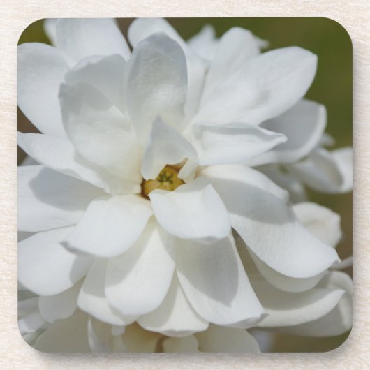 Silky Magnolia Getränkeuntersetzer (Vorderseite)