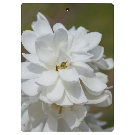 Silky Magnolia Klemmbrett (Rückseite)