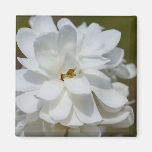 Silky Magnolia Magnet (Vorne)