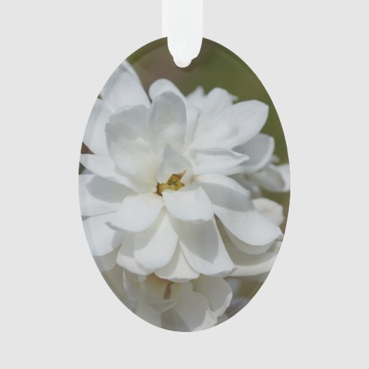 Silky Magnolia Ornament (Vorderseite)