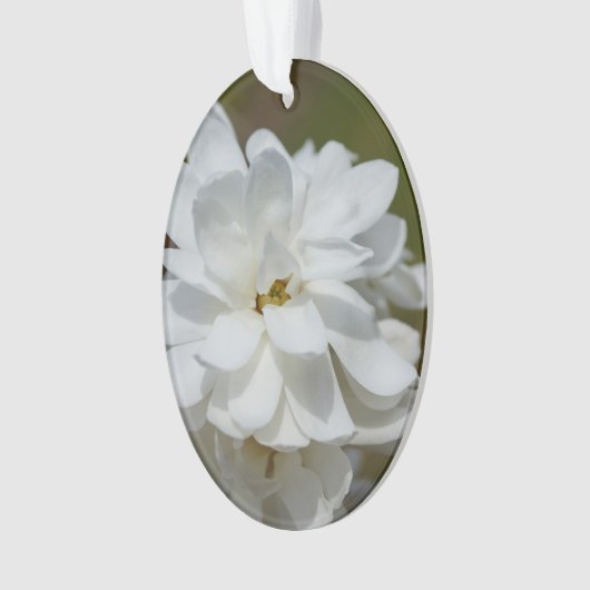Silky Magnolia Ornament (Vorderseite)