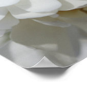 Silky Magnolia Poster (Ecke)