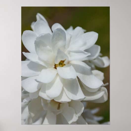 Silky Magnolia Poster (Vorne)