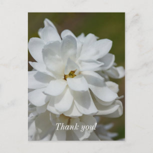Silky Magnolia Vielen Dank Postcard Postkarte