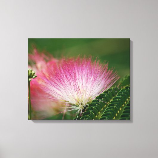 Silky Pink Mimosa Leinwanddruck (Vorderseite)