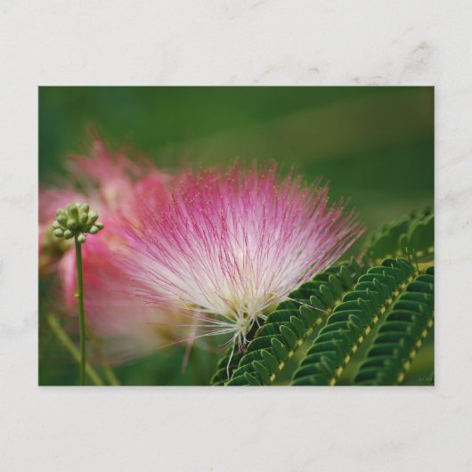 Silky Pink Mimosa Postkarte (Vorderseite)