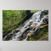 Silky Roots Forest Cascade Poster (Vorne)