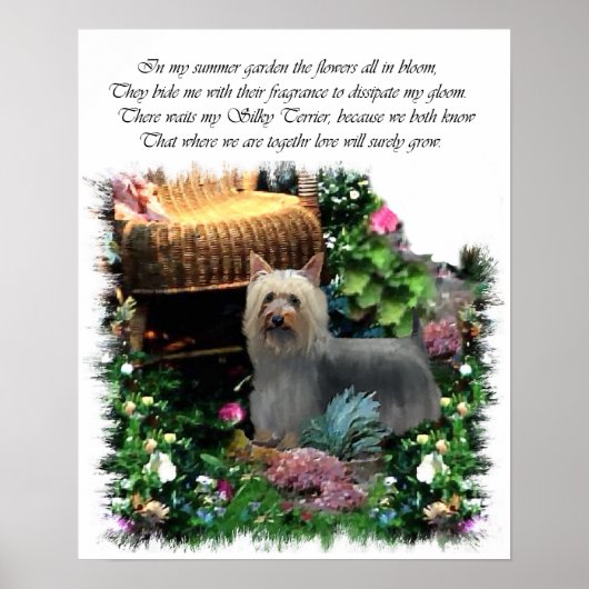 Silky Terrier Art Print Poster (Vorne)