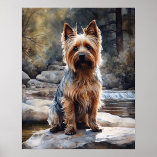 Silky Terrier Dog Art Print Poster