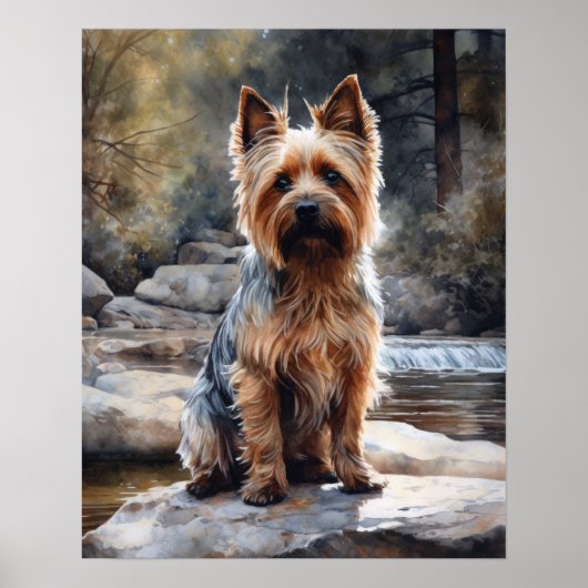 Silky Terrier Dog Art Print Poster (Vorne)