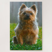 Silky Terrier Dog Jigsaws. Puzzle (Vertikal)