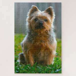 Silky Terrier Hund Puzzle. Puzzle
