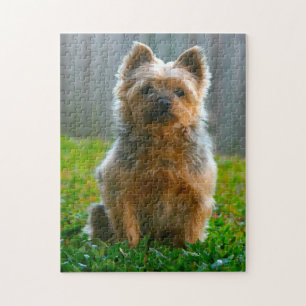 Silky Terrier Hund Puzzle. Puzzle