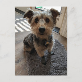 Silky Terrier Will eine Leckerei Postkarte
