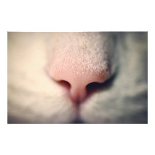 Silky White Kitty Fotodruck