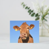 Silly Brown Cow Close-Up Postkarte (Stehend Vorderseite)