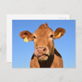 Silly Brown Cow Close-Up Postkarte (Vorne/Hinten)