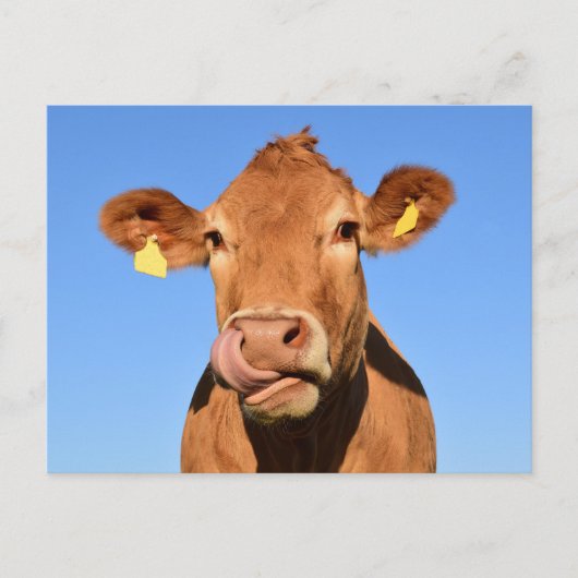 Silly Brown Cow Close-Up Postkarte (Vorderseite)