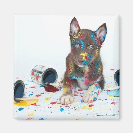 Silly Husky Puppy got into Paint Buckets Magnet (Vorne)