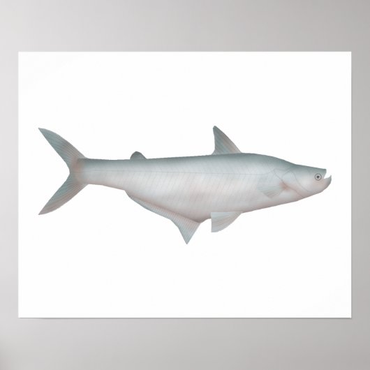 Silond Catfish Poster (Vorne)