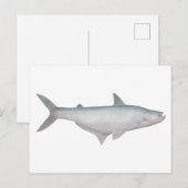 Silond Catfish Postkarte (Vorne/Hinten)