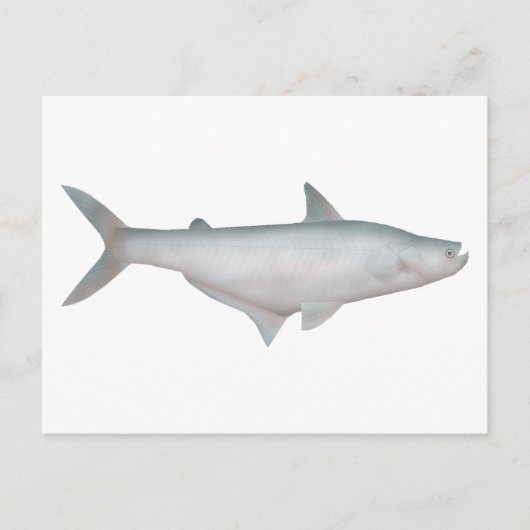 Silond Catfish Postkarte (Vorderseite)