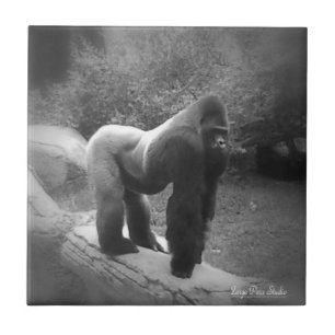 Silveback Gorilla Fliese