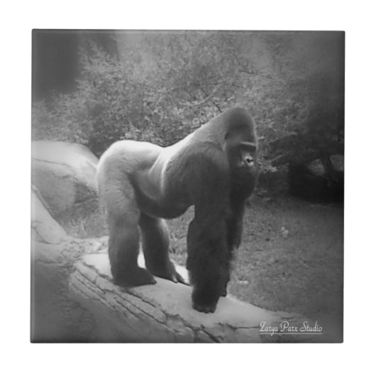 Silveback Gorilla Fliese (Vorderseite)