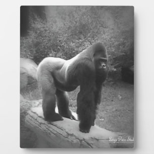 Silveback Gorilla Fotoplatte