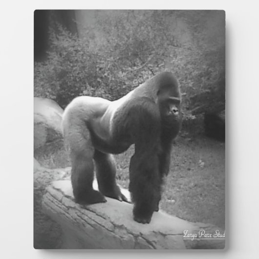 Silveback Gorilla Fotoplatte (Vorderseite)