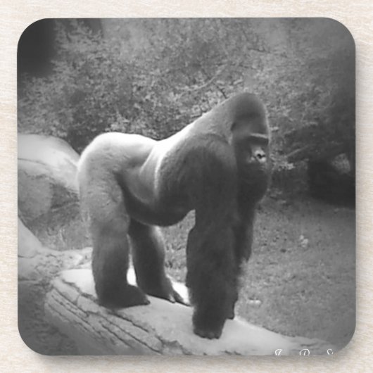 Silveback Gorilla Getränkeuntersetzer (Vorderseite)