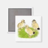 Silver Appleyard Ducklings Magnet (Vorderseite/Rückseite)