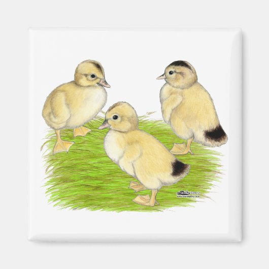 Silver Appleyard Ducklings Magnet (Vorne)