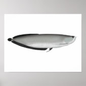 Silver Arowana Poster (Vorne)