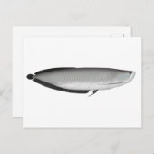 Silver Arowana Postkarte (Vorne/Hinten)