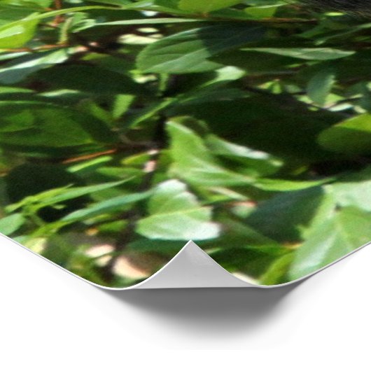 Silver Back Gorilla Poster (Ecke)