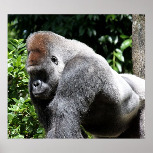 Silver Back Gorilla Poster (Vorne)