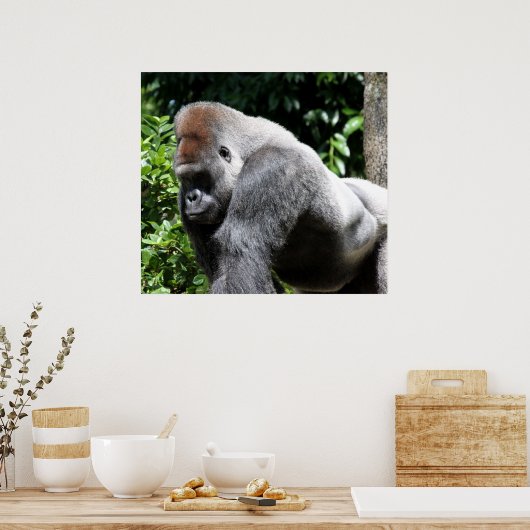 Silver Back Gorilla Poster (Küche)