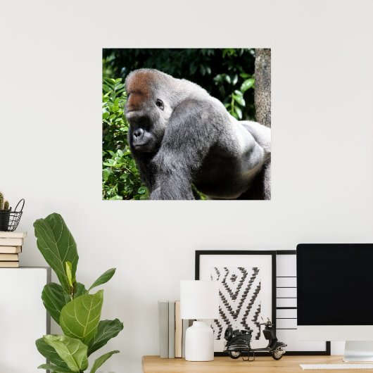 Silver Back Gorilla Poster (Heimbüro)