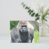 Silver Back Gorilla Postkarte (Stehend Vorderseite)