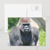 Silver Back Gorilla Postkarte (Vorne/Hinten)