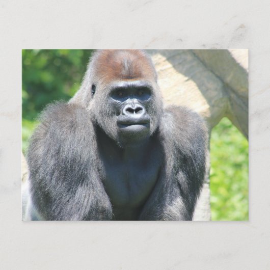Silver Back Gorilla Postkarte (Vorderseite)